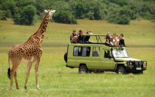 UAE Tours and safaris